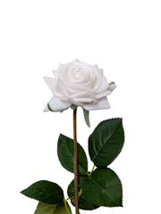 White Garden Rose - 43cm