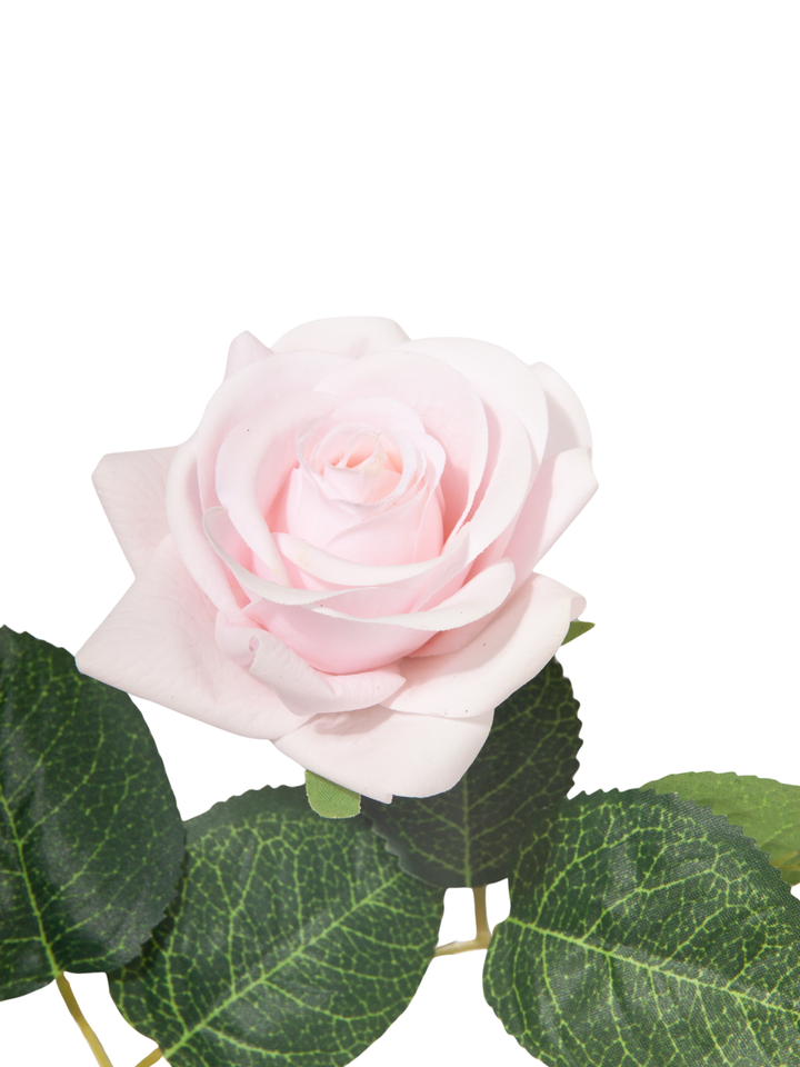 Blush Pink Standard Rose - 43cm