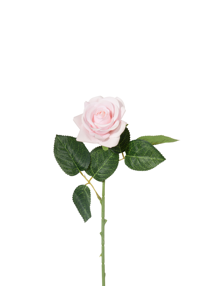 Blush Pink Standard Rose - 43cm