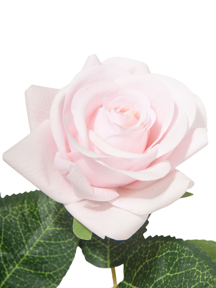 Blush Pink Standard Rose - 43cm