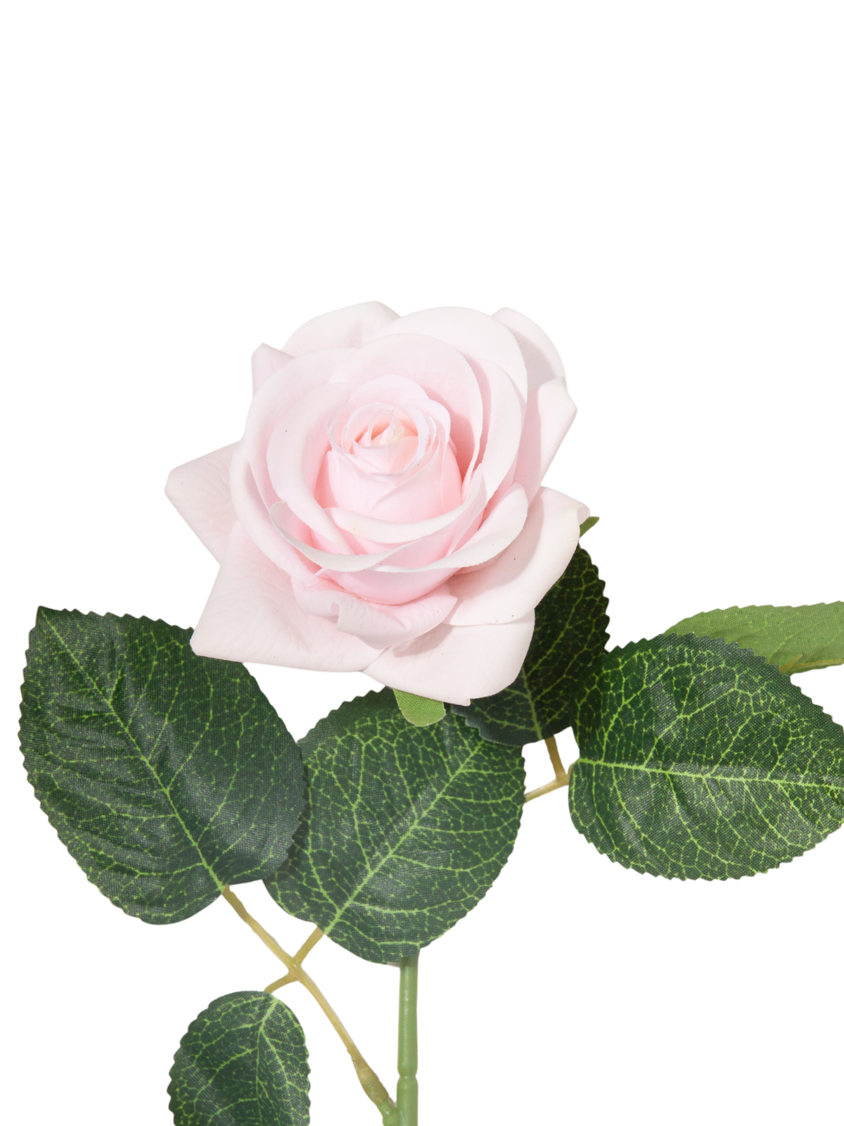 Blush Pink Standard Rose - 43cm