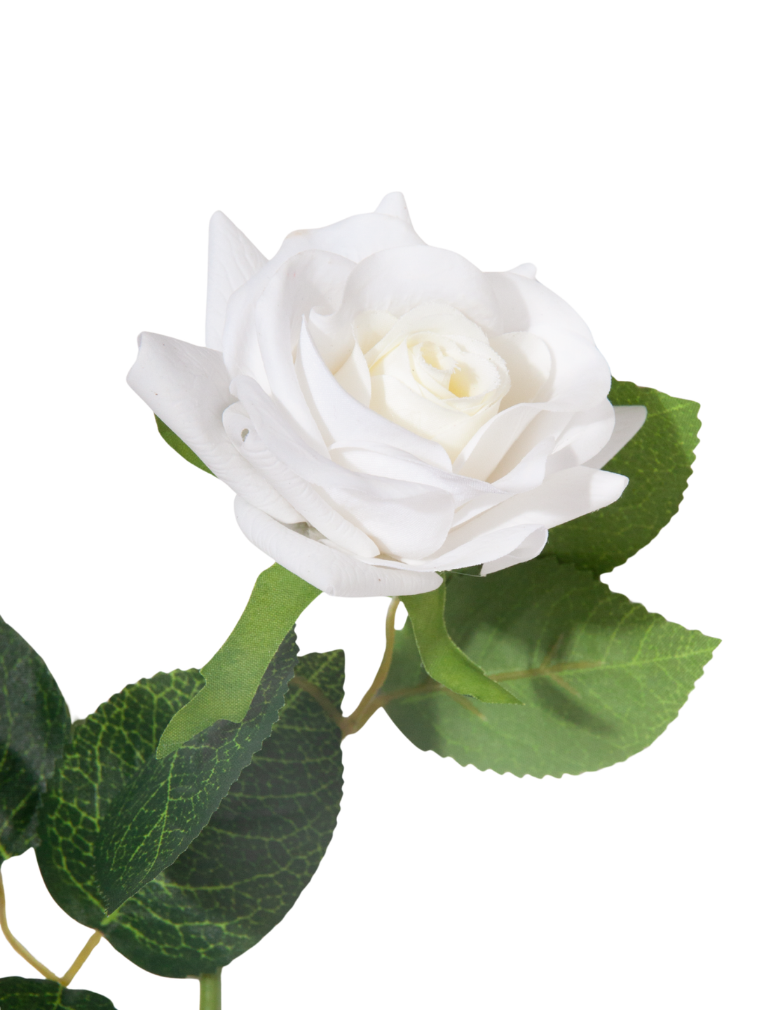 White Standard Rose - 43cm