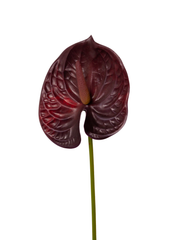 Burgundy Anthuriums - 63cm Pack of 1