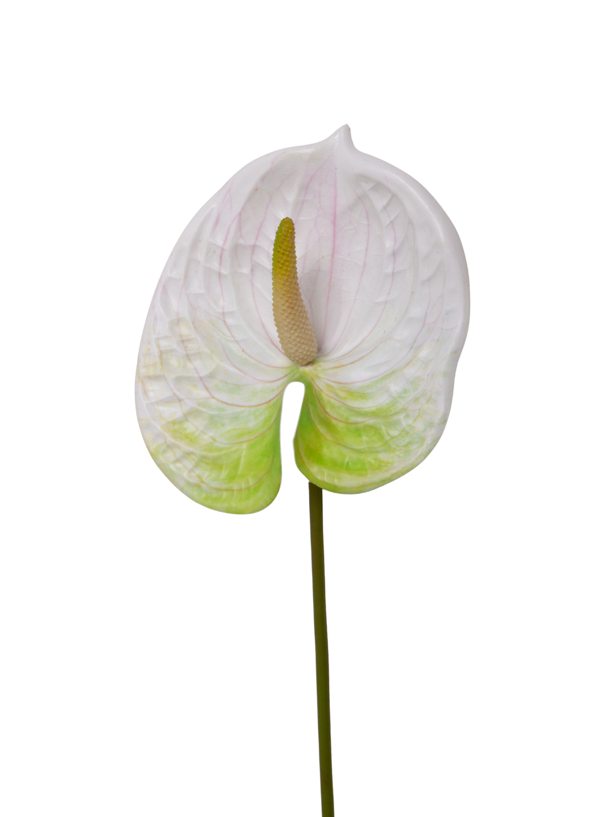 White Anthuriums - 63cm Pack of 1