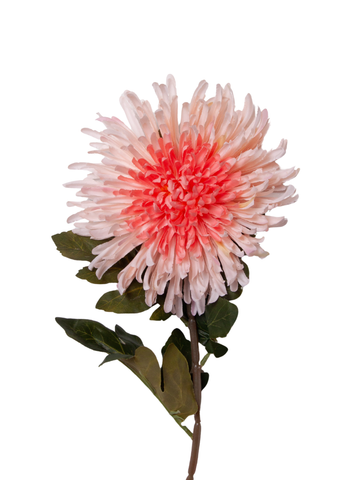 Blush Pink Chrysanthemums - disbuds - 75cm Pack of 1