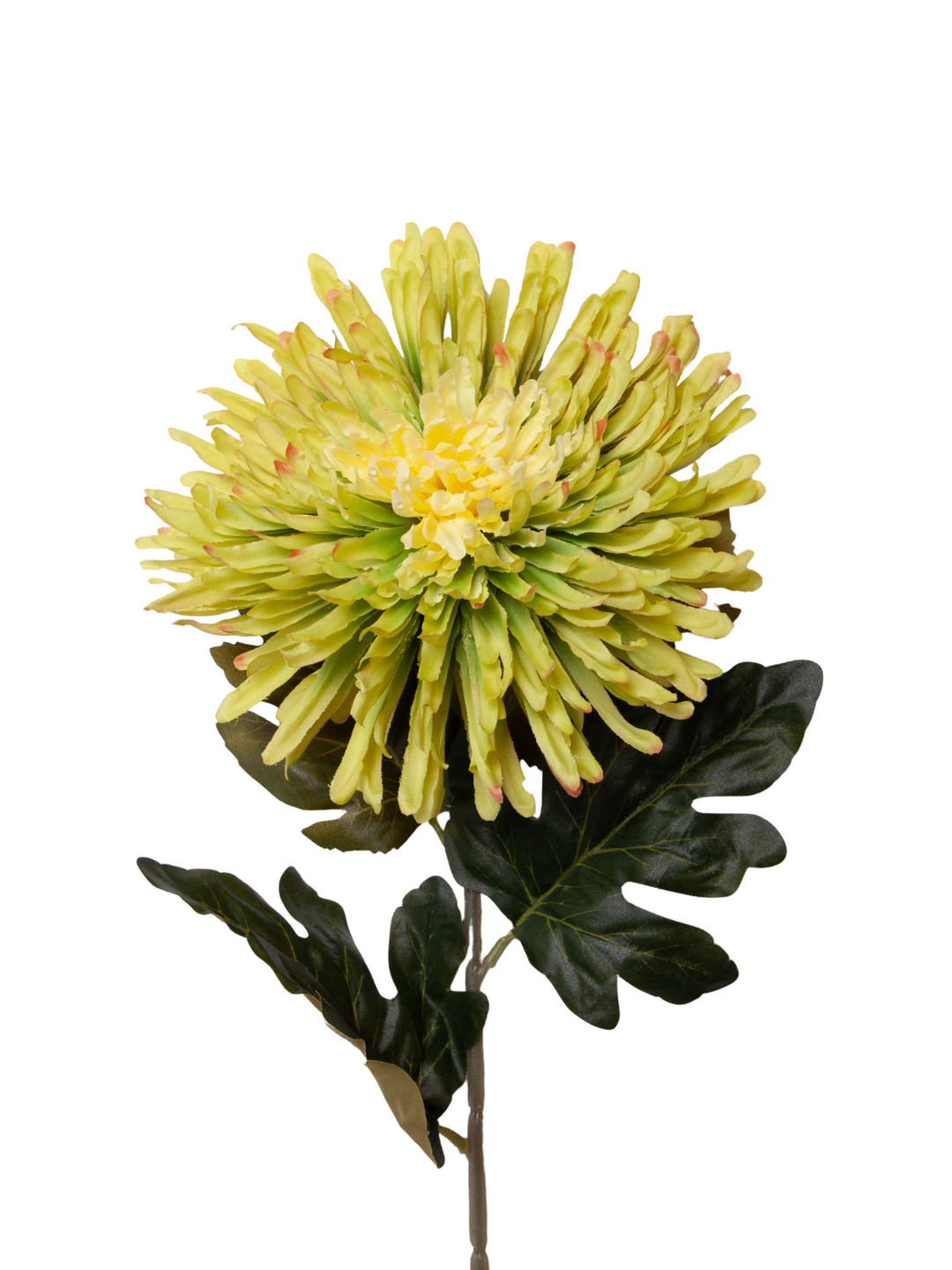 Green Chrysanthemums - disbuds - 75cm Pack of 1