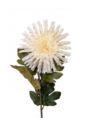 Ivory Chrysanthemums - disbuds - 75cm Pack of 1