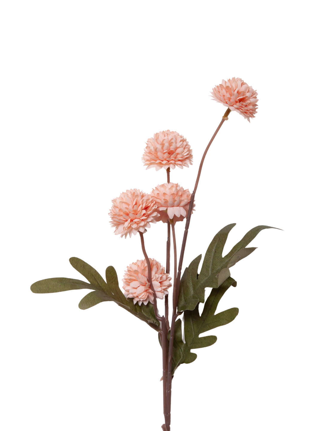 Peach Chrysanthemums - disbuds - 52cm Pack of 1