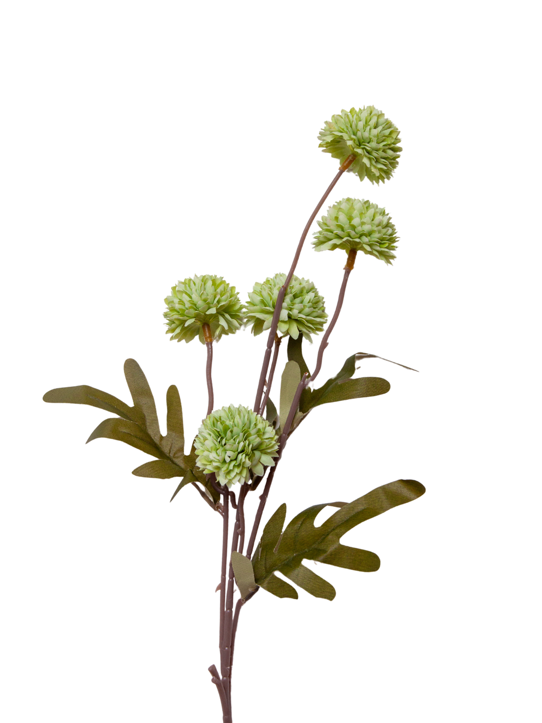 Green Chrysanthemums - disbuds - 52cm Pack of 1