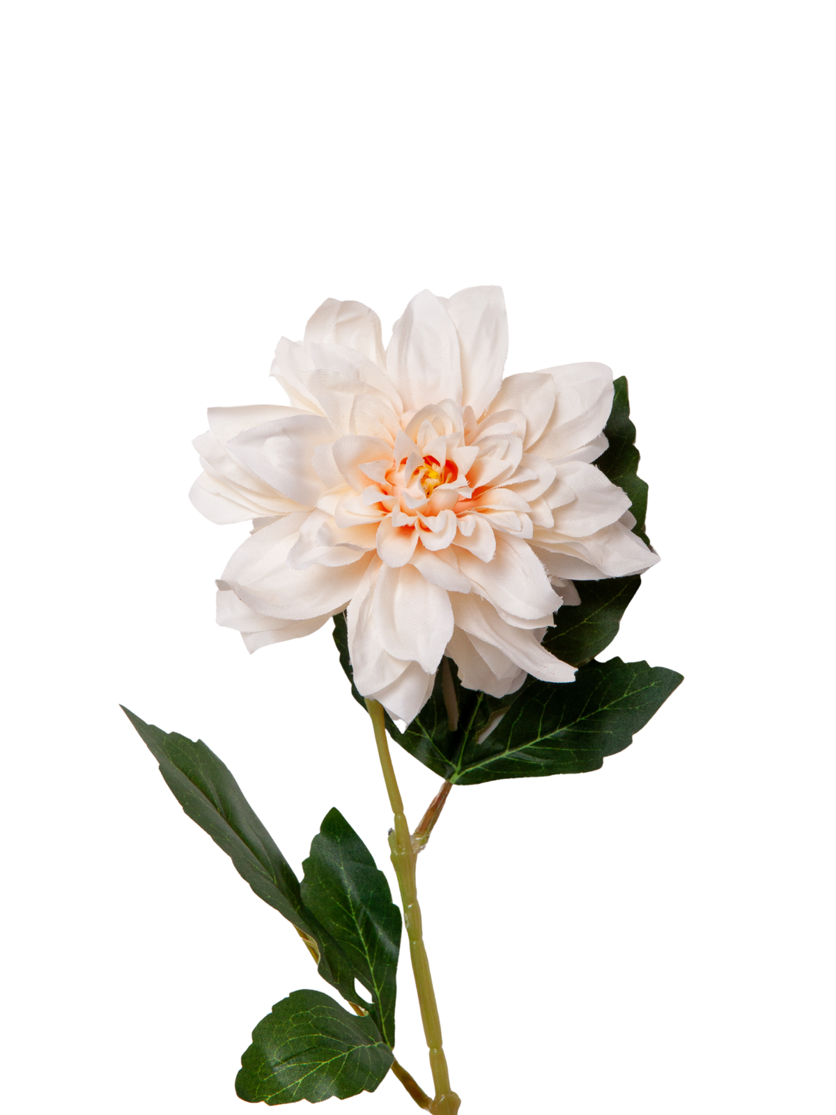 Nude Dahlias - 63cm Pack of 1