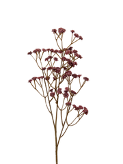Burgundy Gypsophila - 62cm Pack of 1