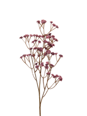 Plum Gypsophila - 62cm Pack of 1