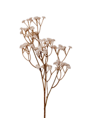 Antique Cream Gypsophila  - 62cm Pack of 1