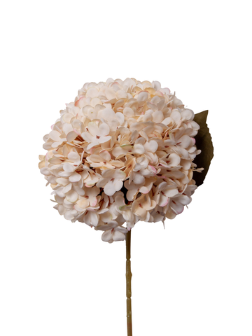 Antique Cream Hydrangea - 60cm Pack of 1