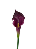 Burgundy Calla Lily - 55cm