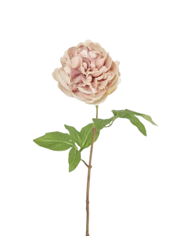 Dried Look Peony Stem 61cm Blush Pack of 1