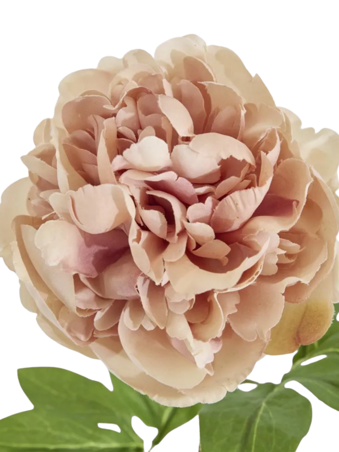 Dried Look Peony Stem 61cm Blush Pack of 1