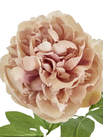Dried Look Peony Stem 61cm Blush Pack of 1