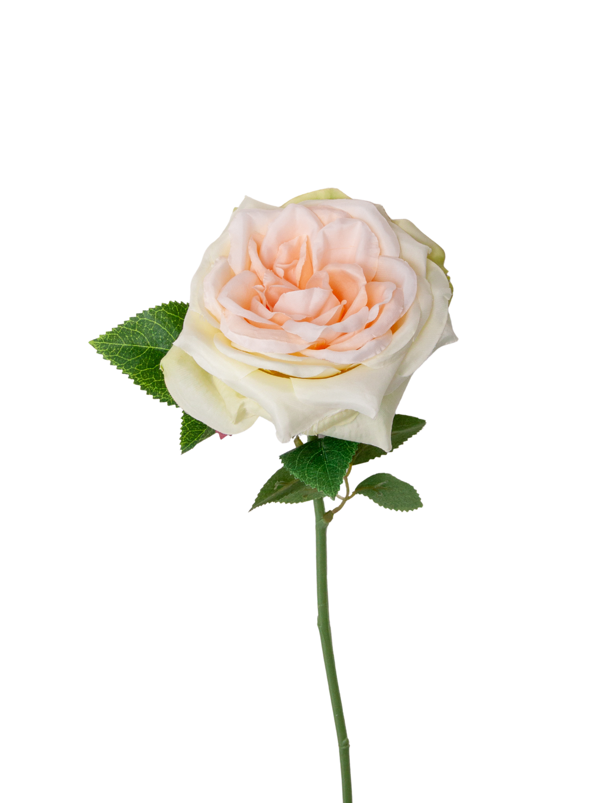 Blush Pink & Green Garden Rose - 36cm