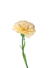 Lemon Carnation - 30cm