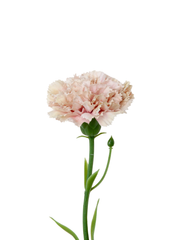 Antique Pink Carnation - 30cm